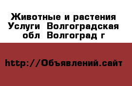 Животные и растения Услуги. Волгоградская обл.,Волгоград г.